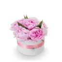 Box růžových pivoněk